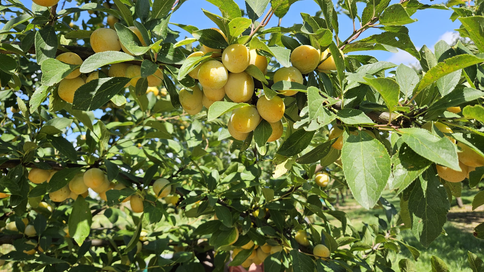 Fruits sur l’arbre