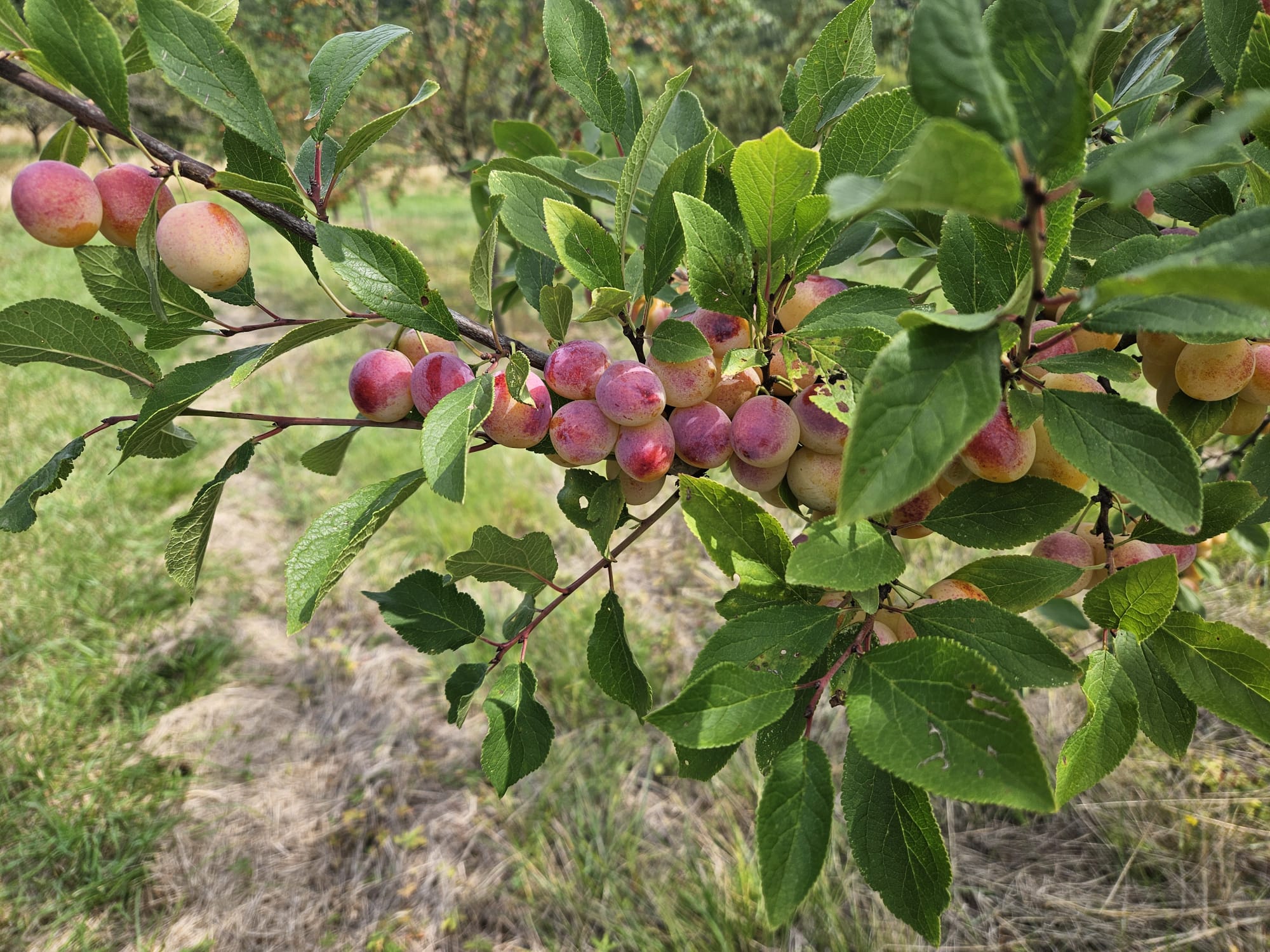 Mirabelles sur l'arbre