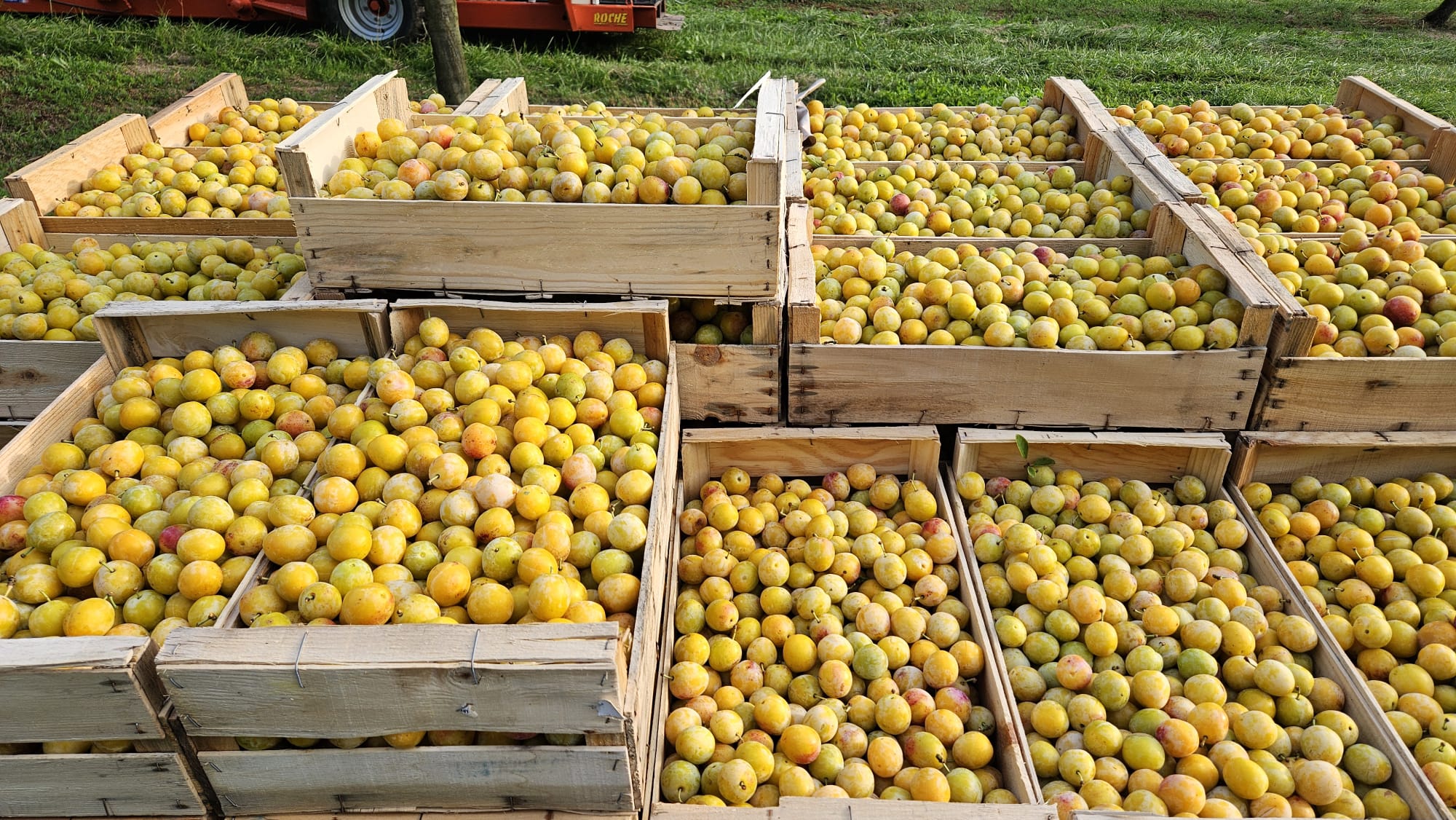 Plateaux dans le verger