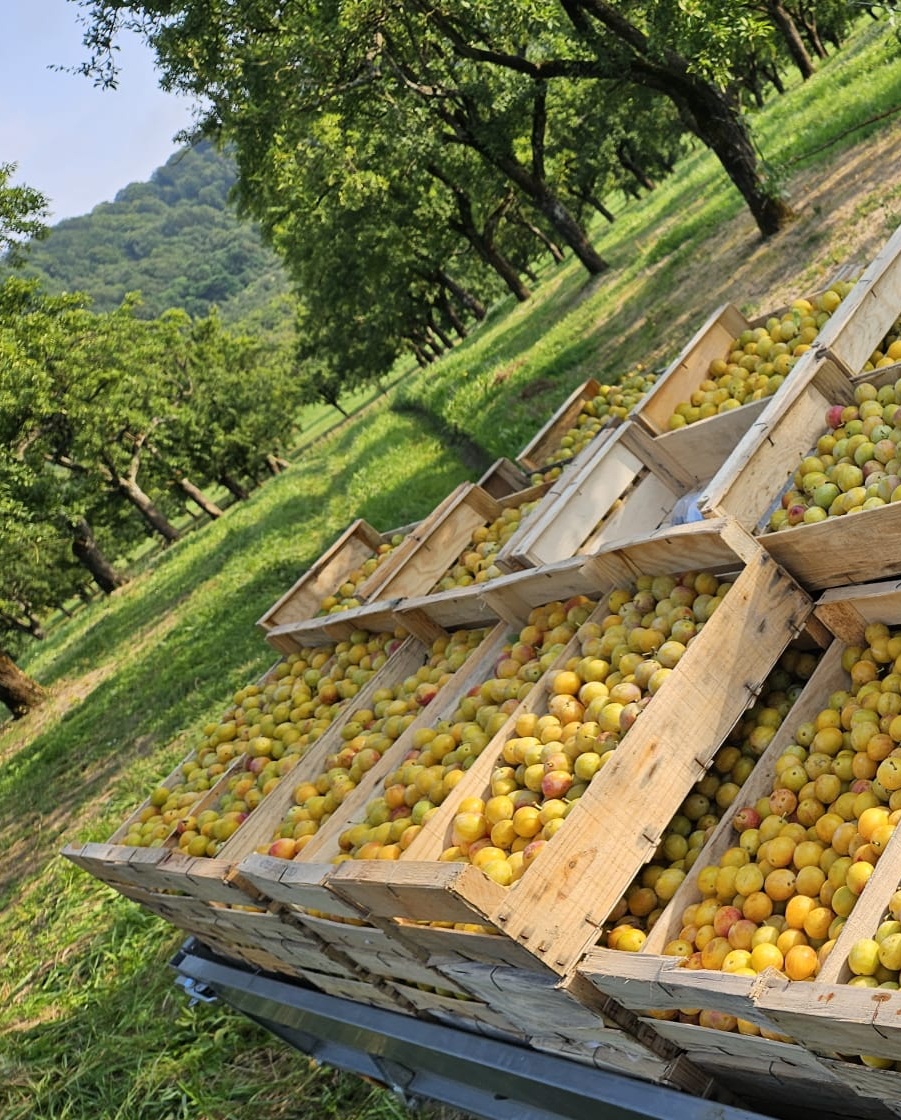 Plateaux dans le verger